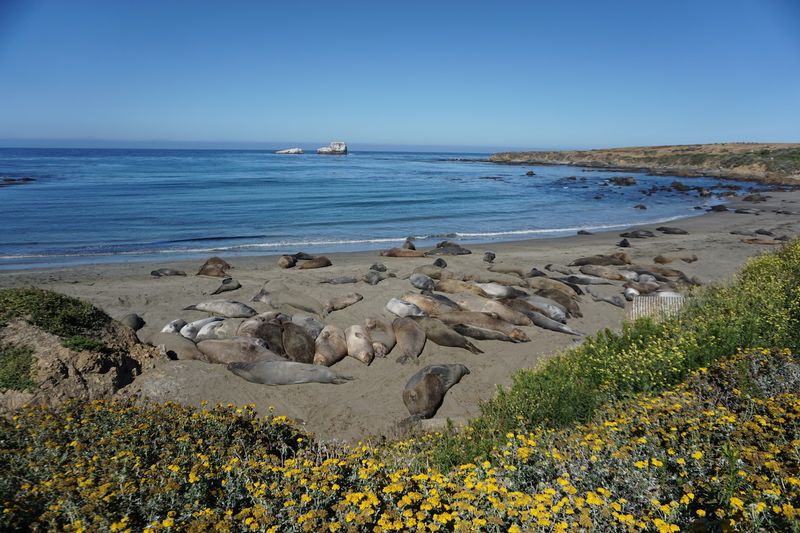 Elephant Seal Gathering