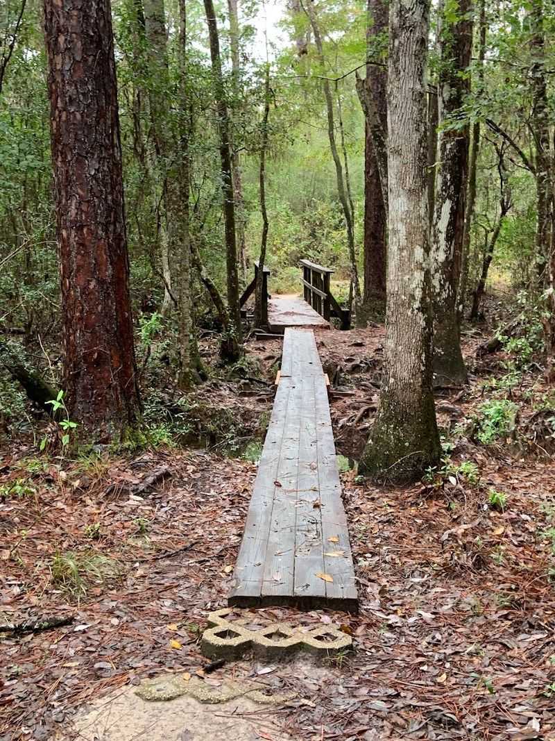 Woodlands, Wetlands, And Wooden Bridges