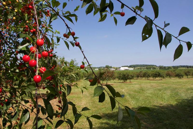 Why This Orchard Deserves a Spot on Your Summer List