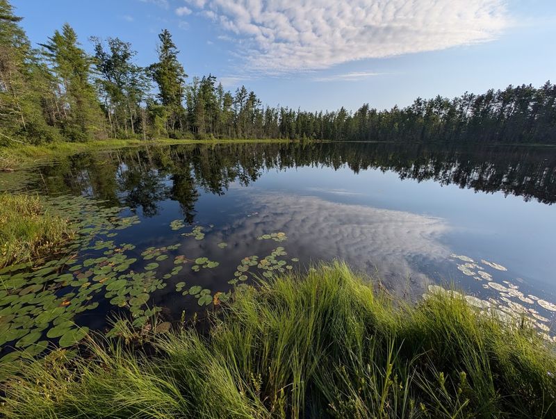 The Forest That Makes Everything Feel Bigger