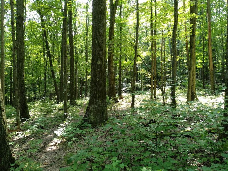 Allegheny National Forest