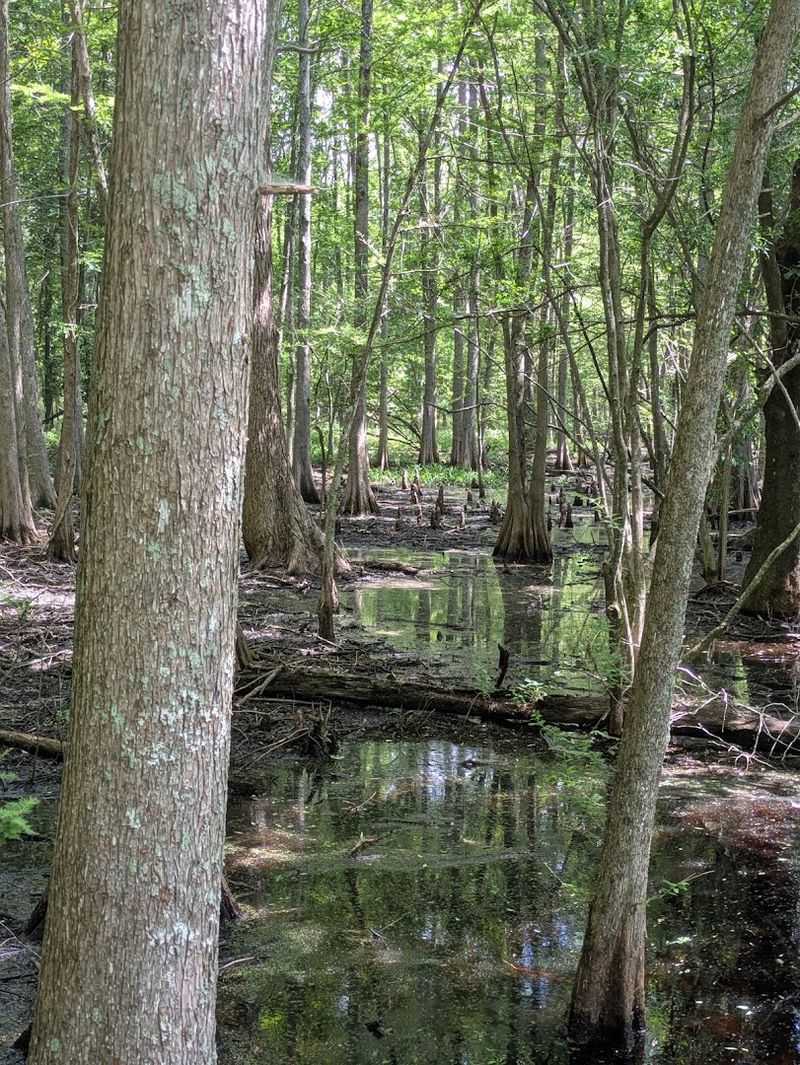 Tensas River National Wildlife Refuge, Tallulah, Louisiana