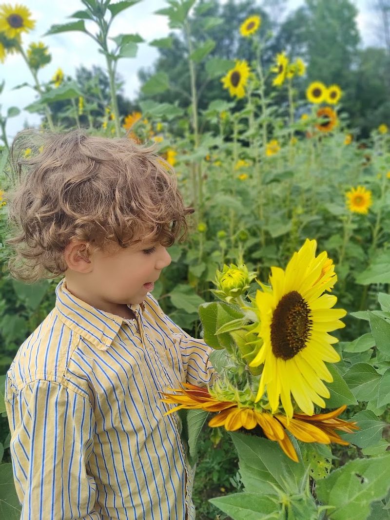 Bees Turn The Summer Blooms Into Raw Honey Sold At The Farm
