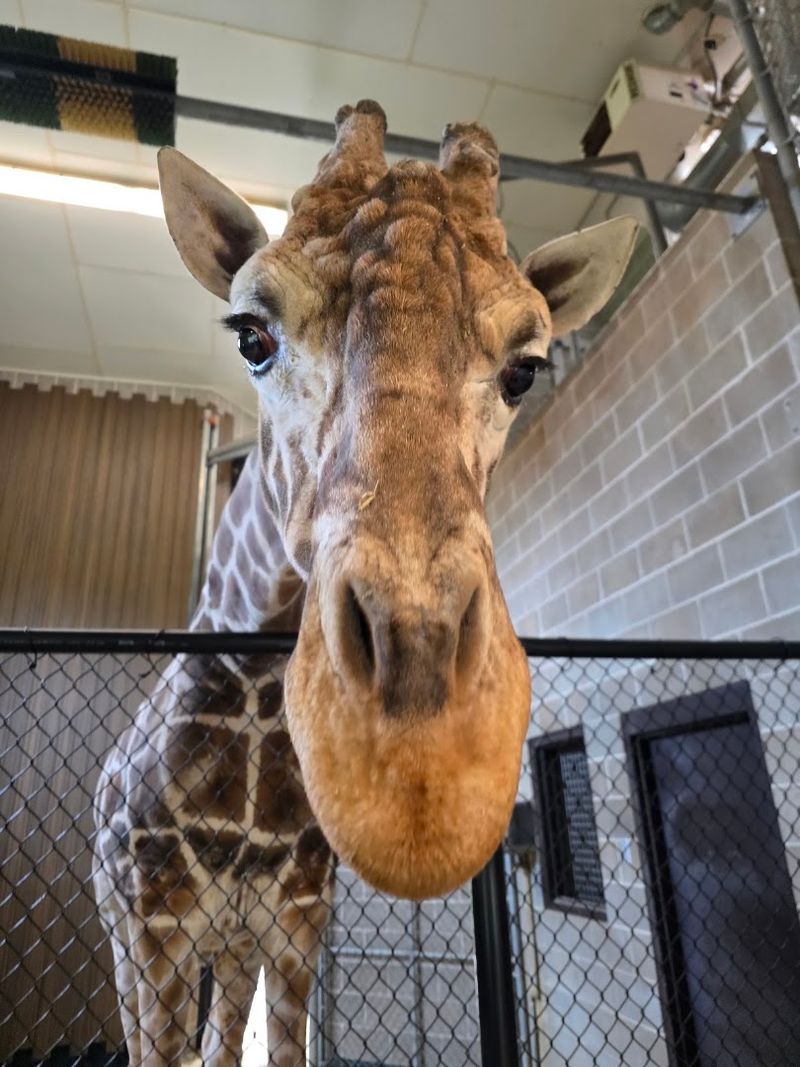 Face-To-Face With Gentle Giants