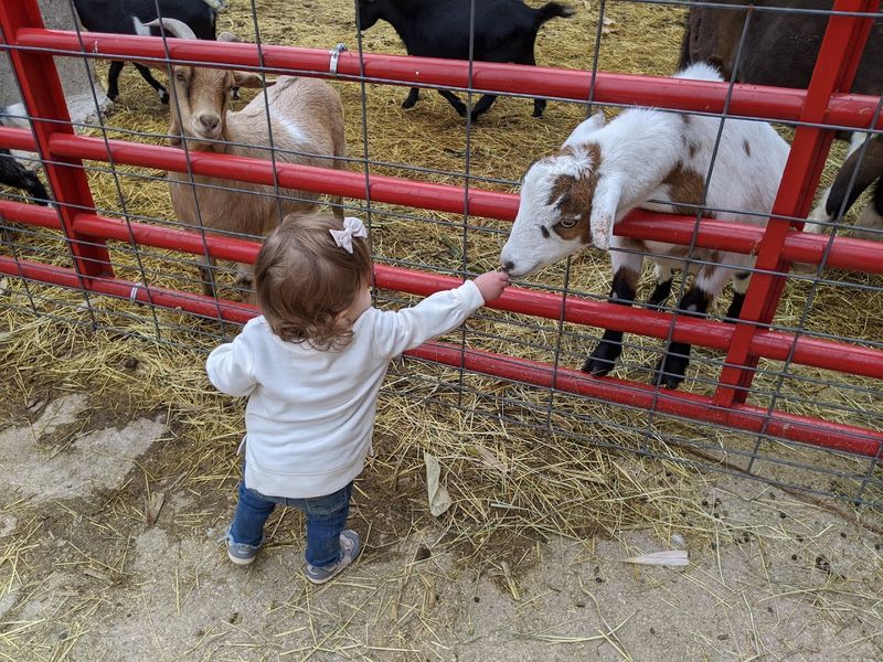 Farm Animals That Make The Day Even Better