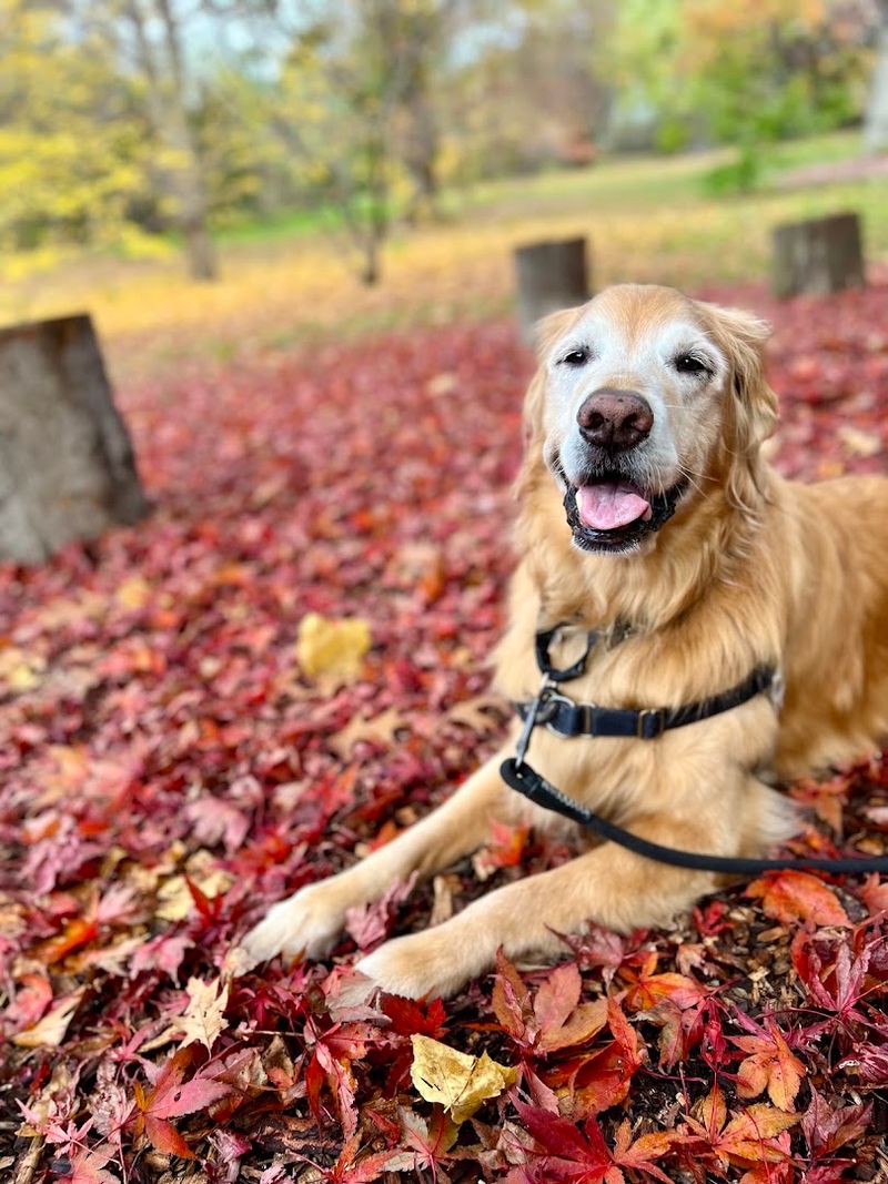 Yankee Golden Retriever Rescue