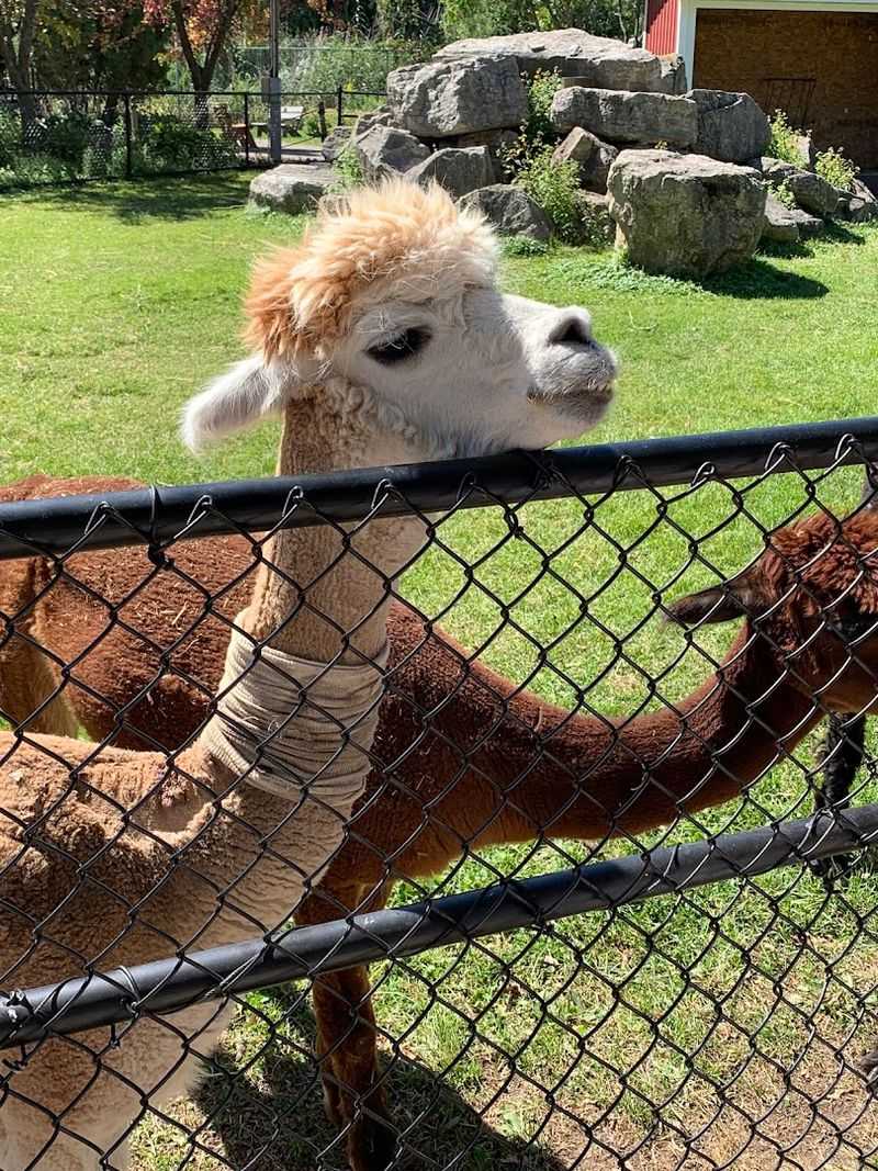 NEW Zoo & Adventure Park
