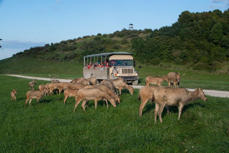 Safari Tours That Thrill