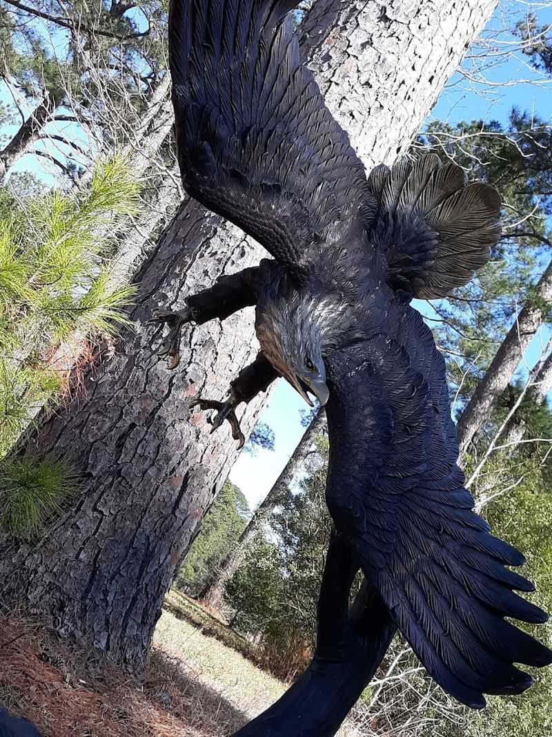 Conservation Efforts To Protect Endangered Species