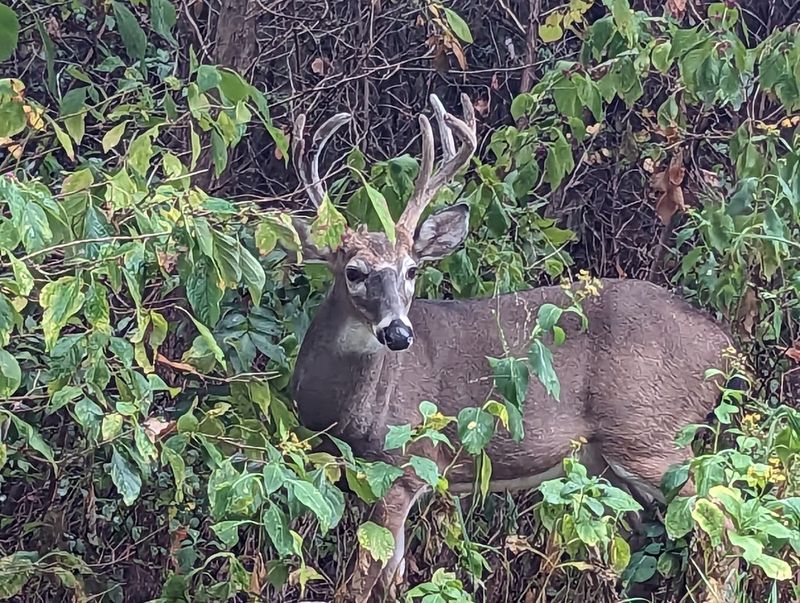 Peaceful Natural Surroundings And Wildlife