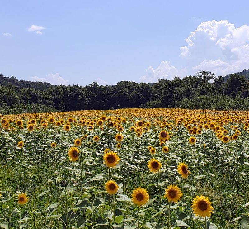 Forks Of The River Wildlife Management Area, Knoxville