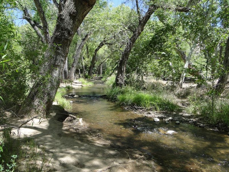 Cottonwoods And Sycamores Keep The Water Shaded On Hot Arizona Days