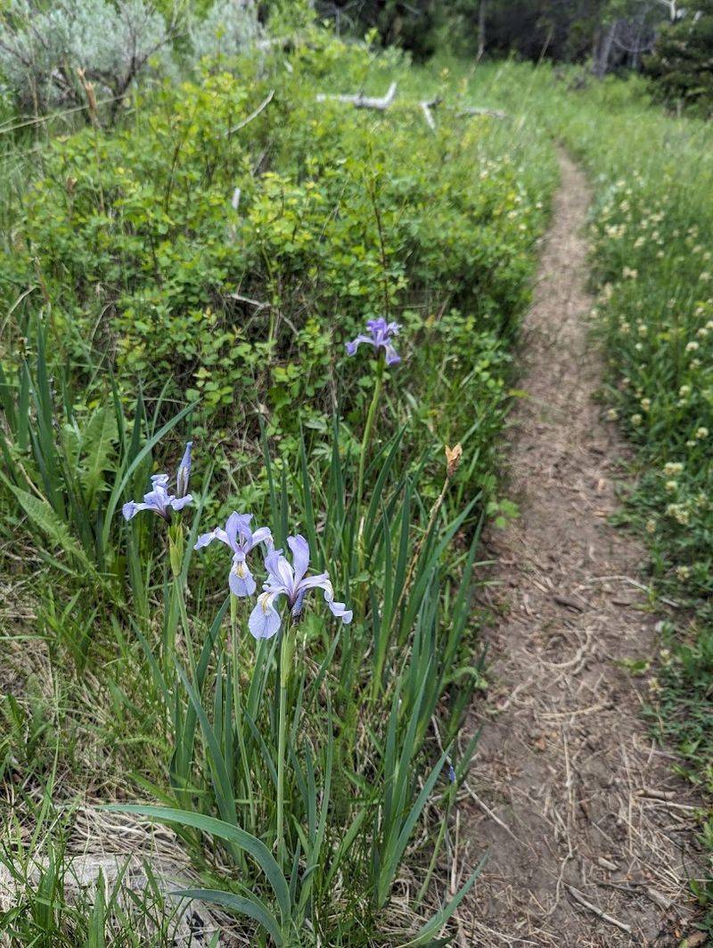 Beyond The Trail, More Surprises Wait