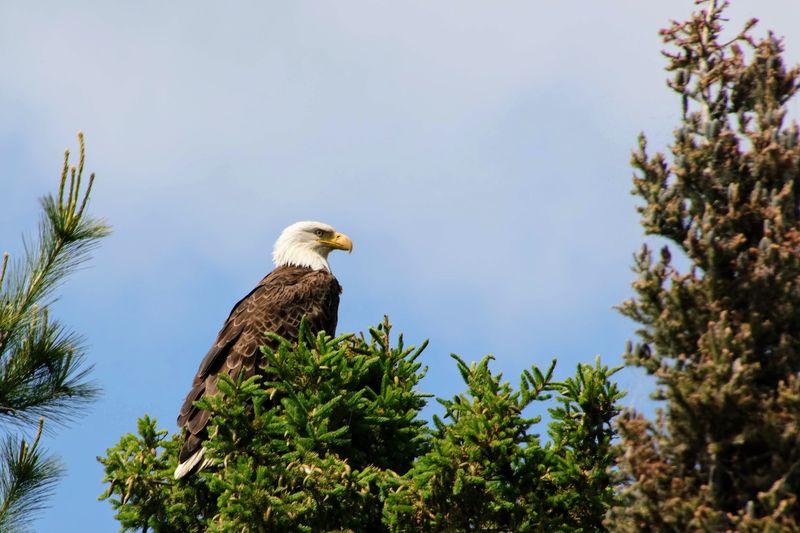 Wildlife That Keeps You Looking Up And Around