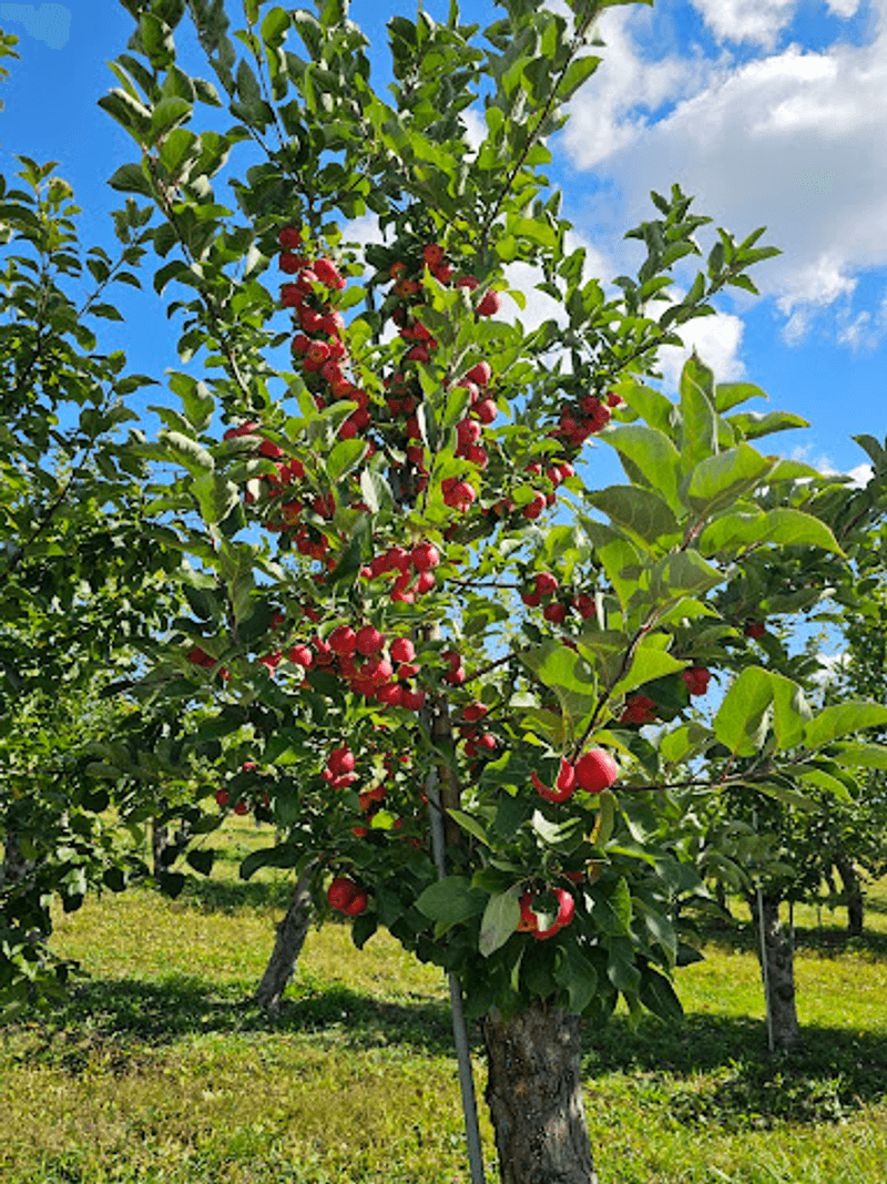 Cherry Season Is Brief And Brilliant