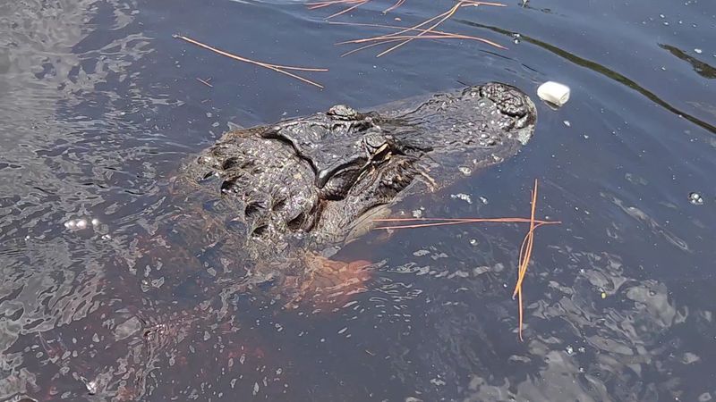 Gulf Coast Gator Ranch & Tours