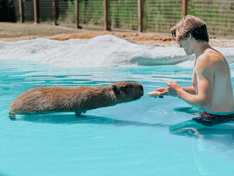 Wild Acres Hands-On Animal Experience