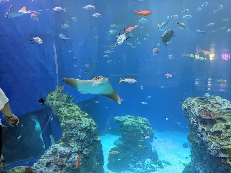 Additional Marine Life Exhibits Complementing The Stingray Display