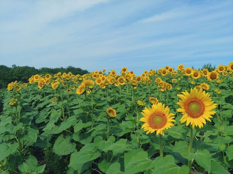 Tangerini's Spring Street Farm