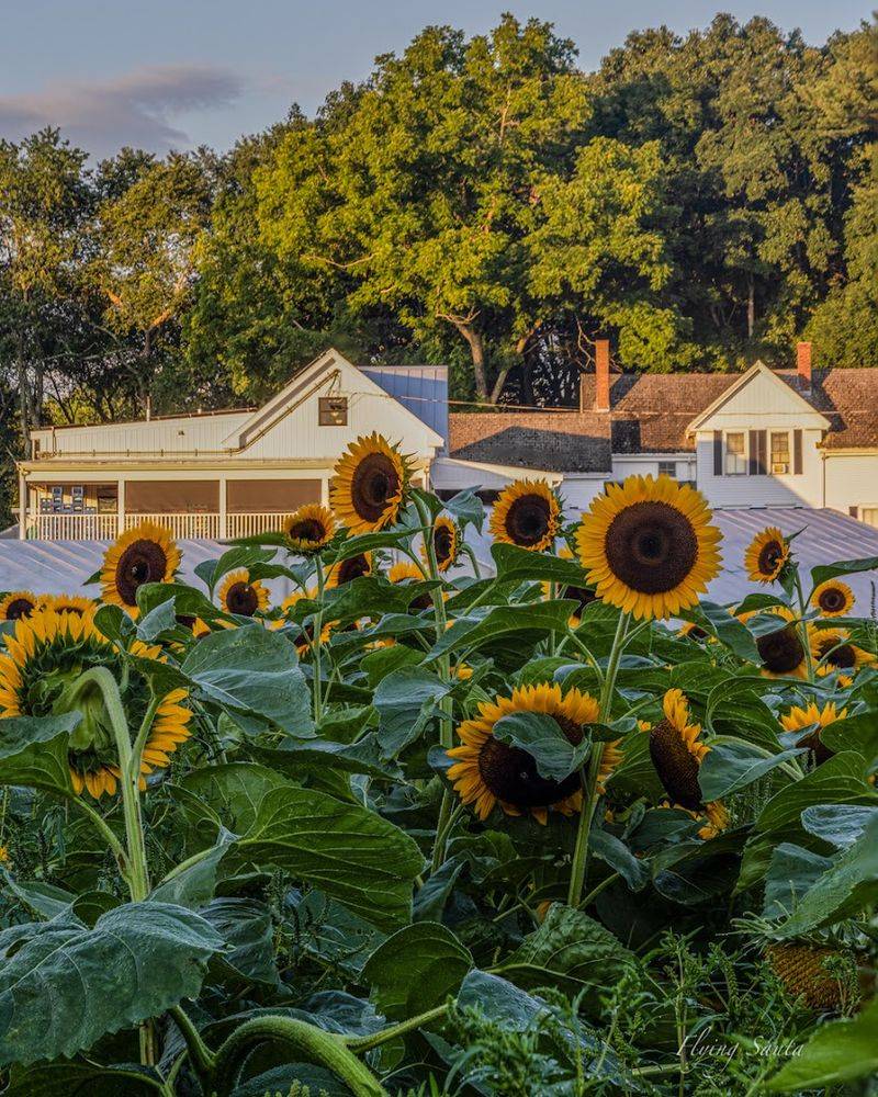 Elliot Farm
