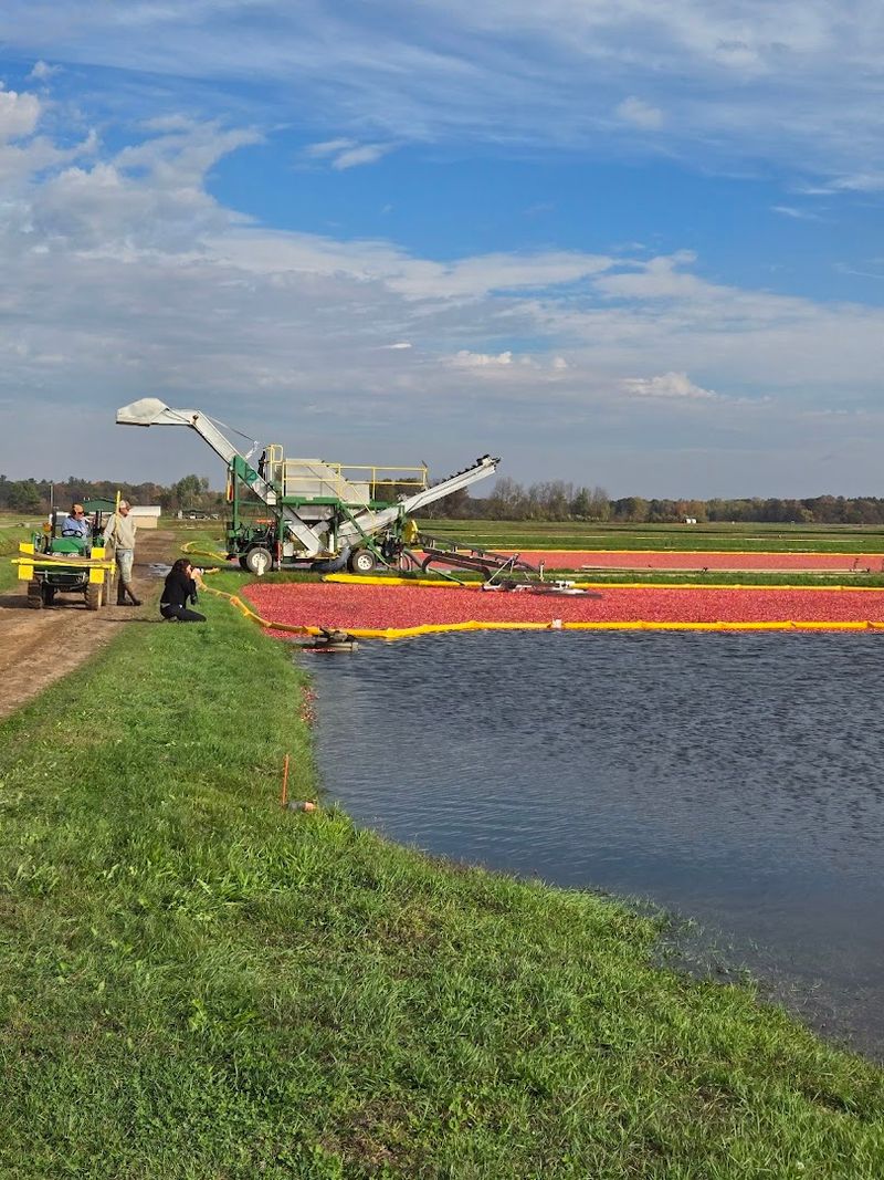 Environmental Benefits Of Cranberry Marshes