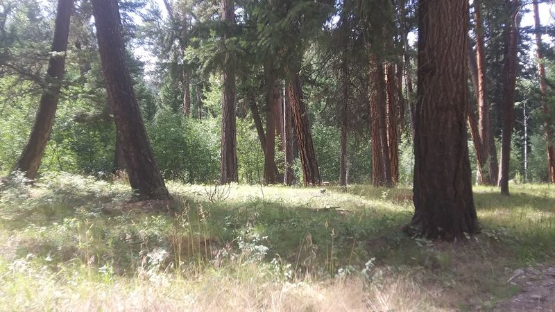 Habitat Conservation Efforts In Montana