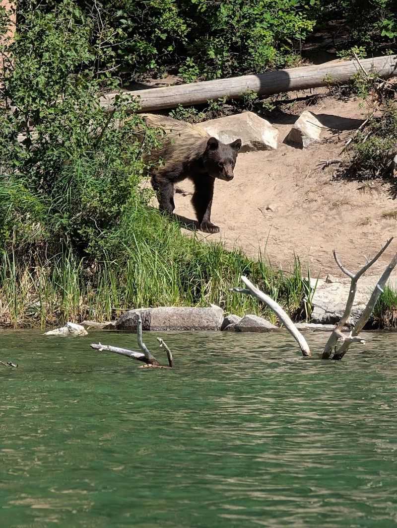 Local Wildlife Encounters Near The Water