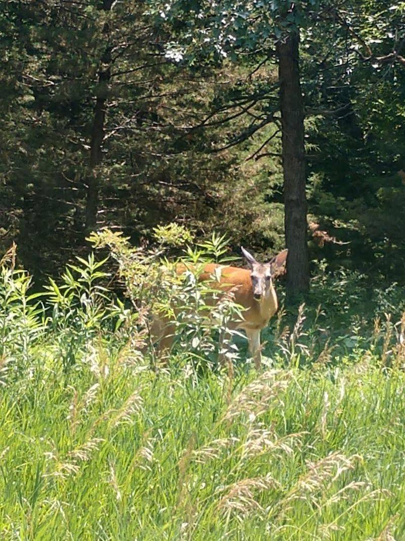 Local Flora And Fauna To Discover