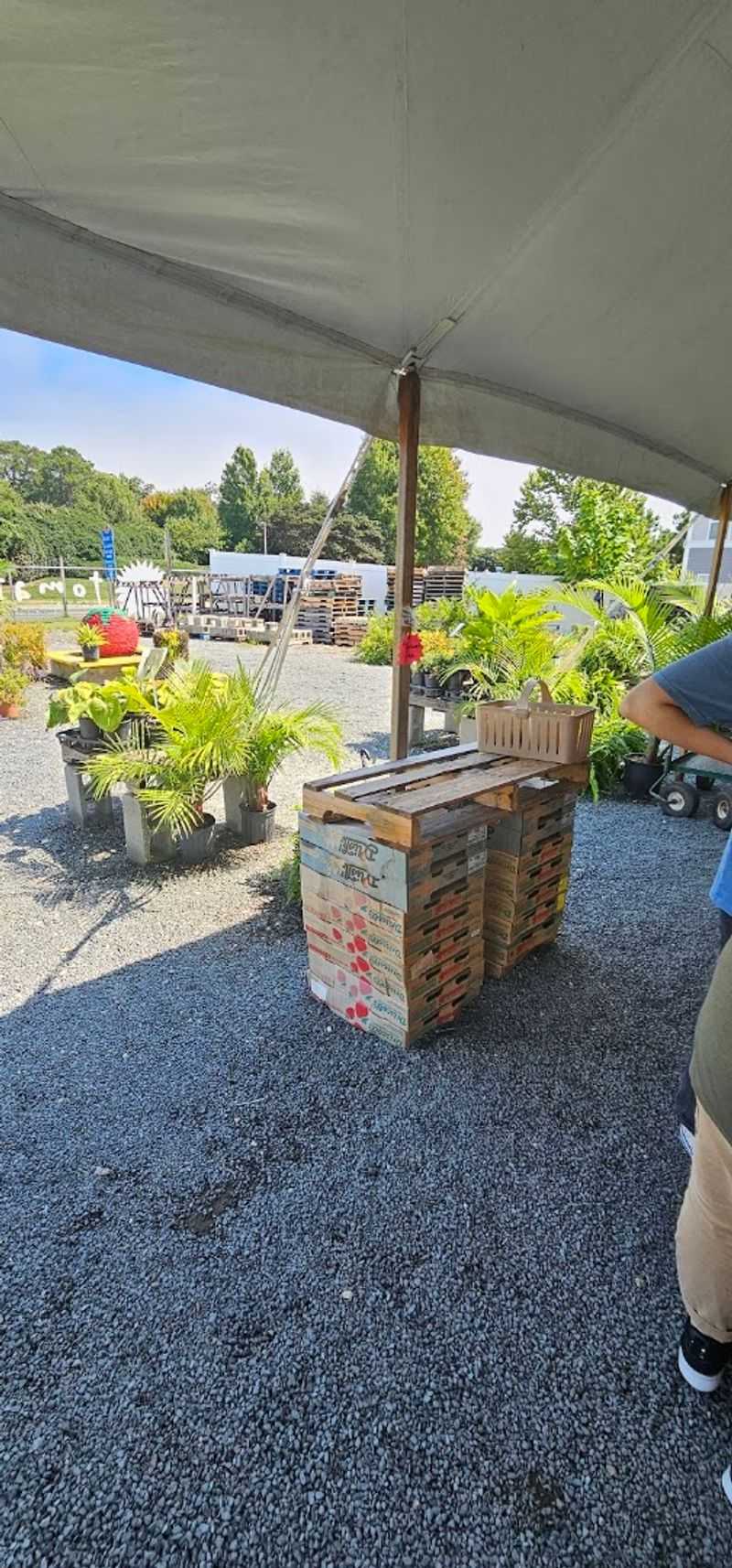 Storage Techniques To Keep Tomatoes Fresh