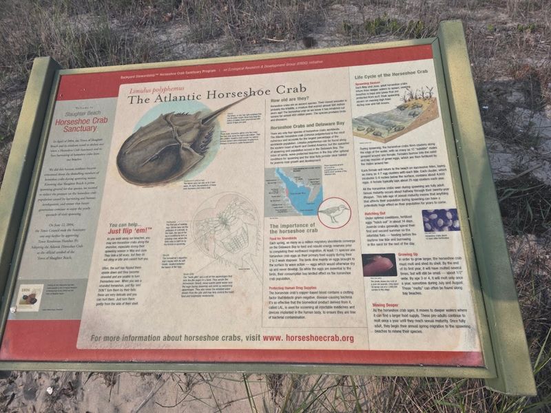 Conservation Efforts To Protect Fragile Coastal Ecosystems