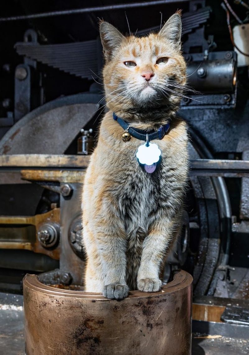 Dirt, the Machine Shop Cat With a Legacy