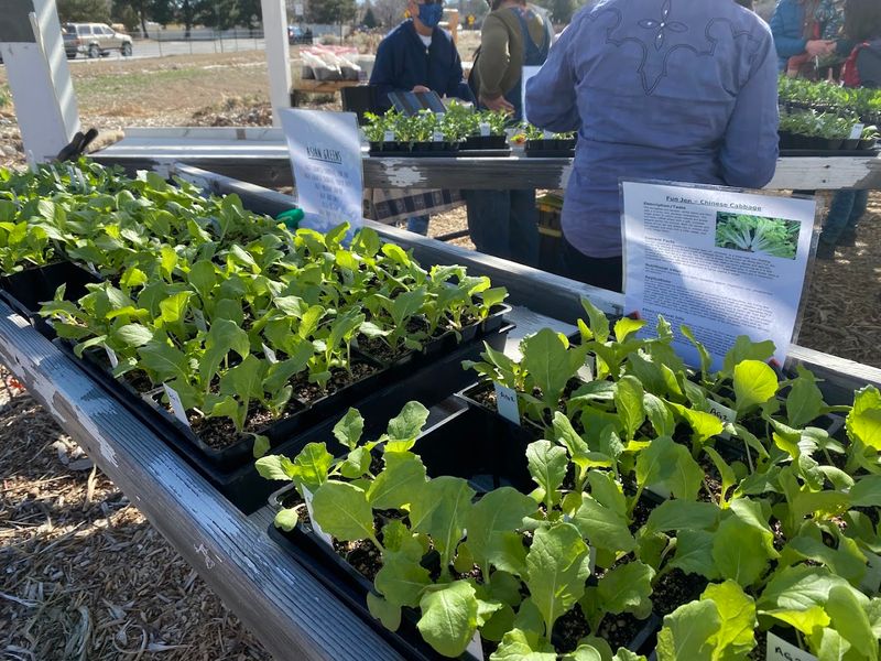 Native Plants Available For Your Garden
