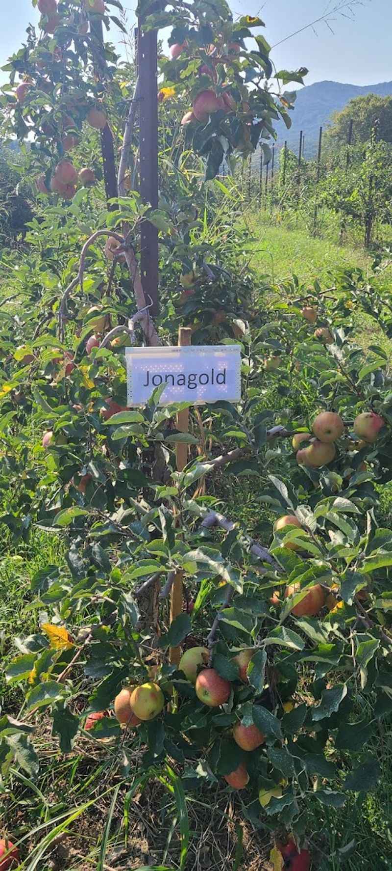 The Careful Practices That Keep This Farm Growing Strong