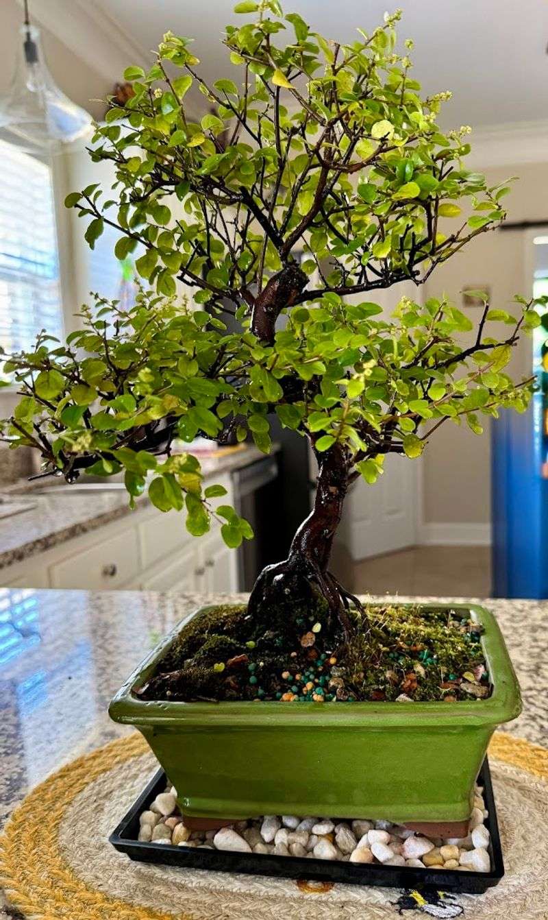 Benefits Of Incorporating Plants Into Home Decor
