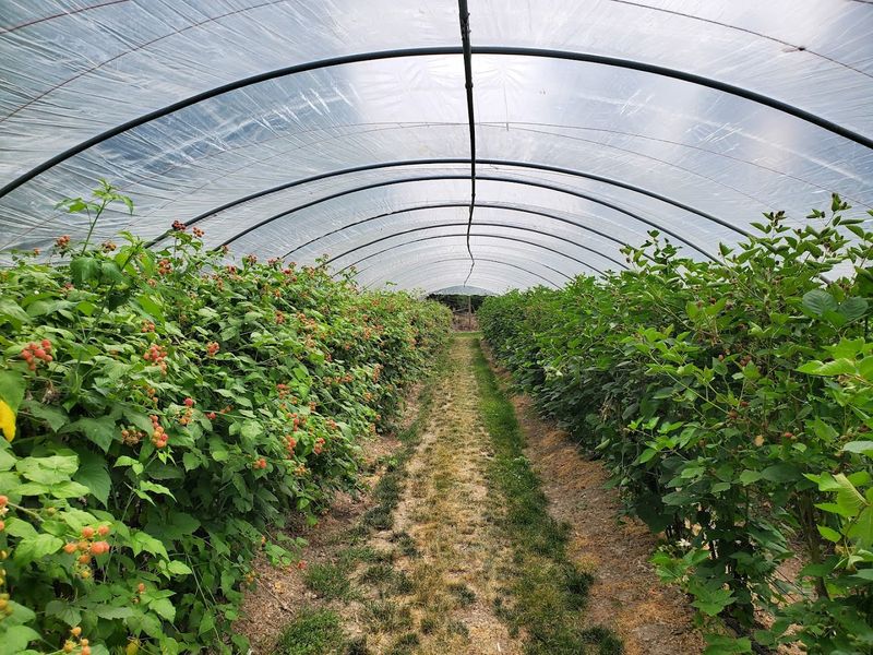 Benefits Of Picking Your Own Produce