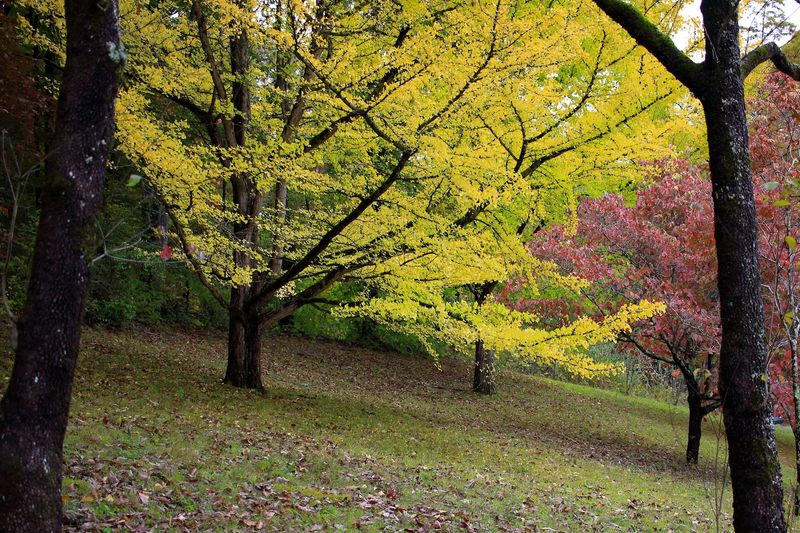 An Enduring Legacy Of Biodiversity
