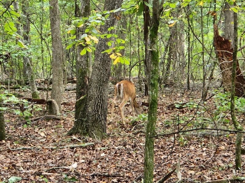 Wildlife Encounters On A Quiet Trail