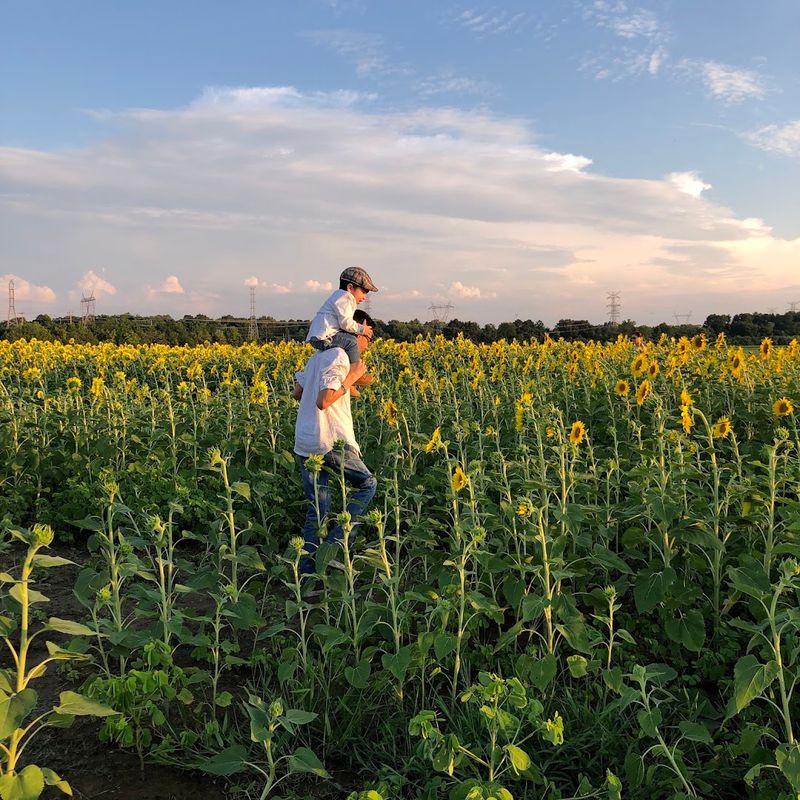 Agricenter Sunflower Trail, Memphis