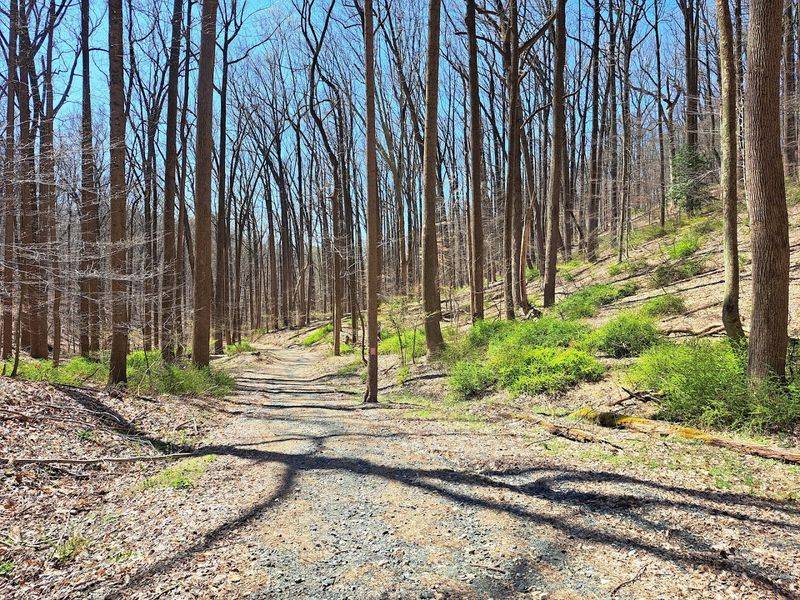 A Hillier Fire Road Adds Just Enough Challenge