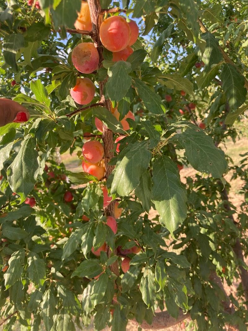 Peaches So Good People Plan Their Whole Summer Around Them