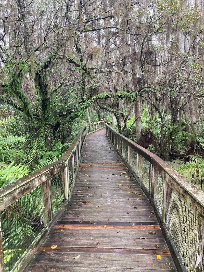 Cypress Swamp Boardwalk
