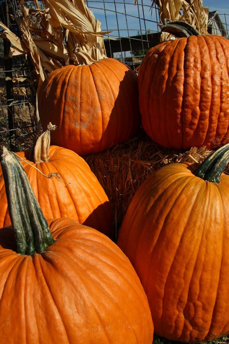 Why This Idaho Farm Keeps Drawing People Back