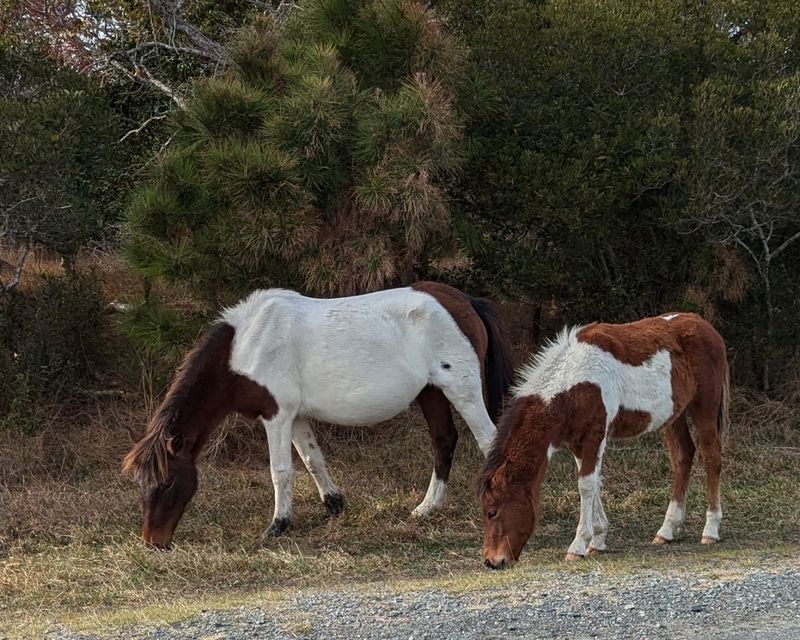 Assateague Island National Seashore