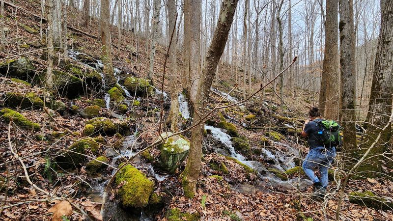 Subterranean Secrets And Forest Dwellers