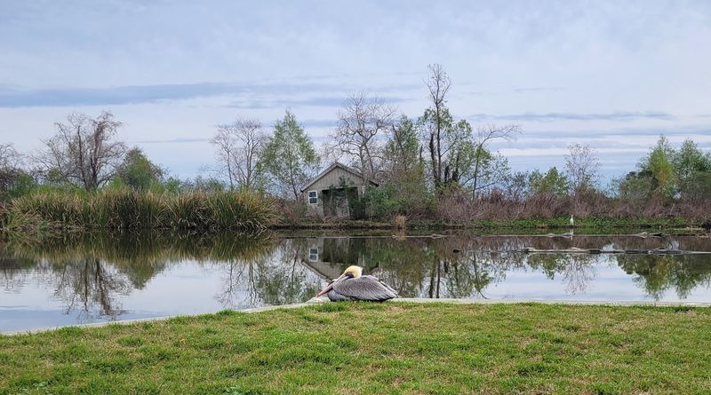 Bayou Des Allemands Views Make The Seafood Experience Even Better