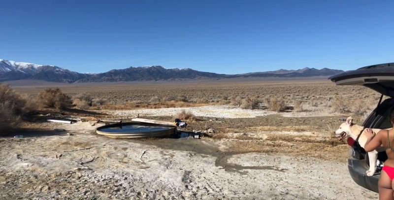 Wild Burros And Desert Wildlife