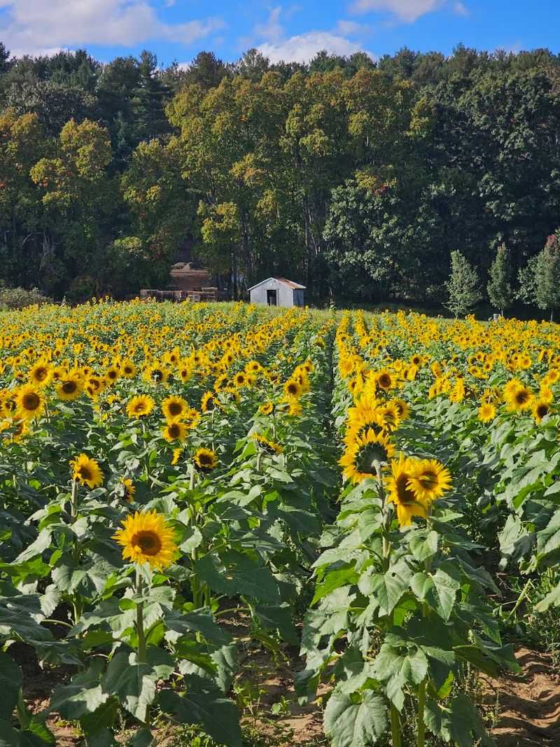 Hanson's Farm