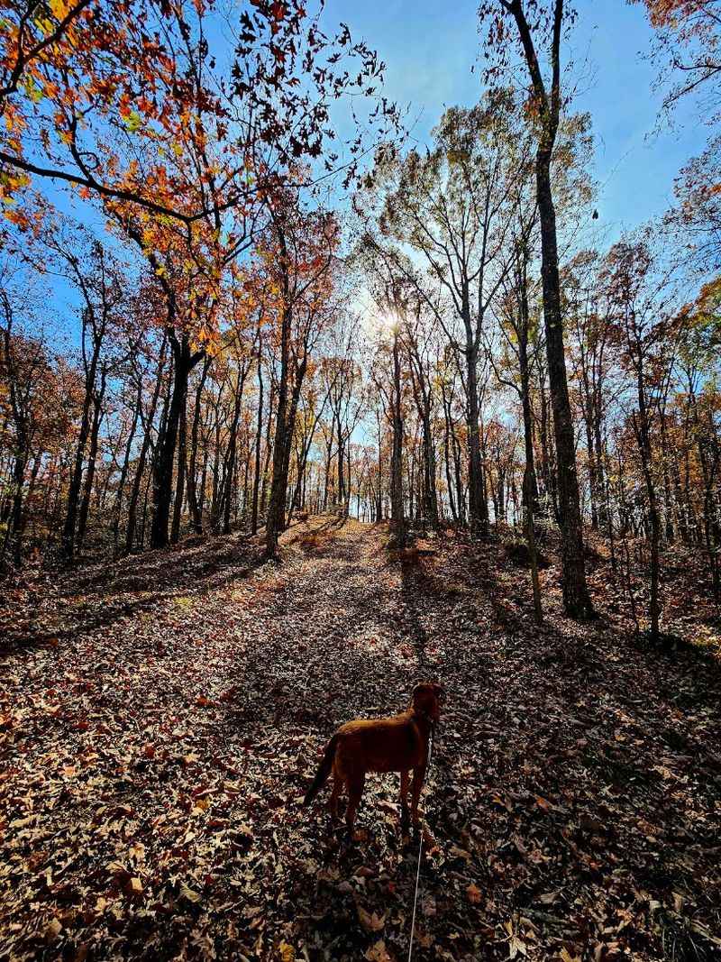 Paths Through Oak And Hickory
