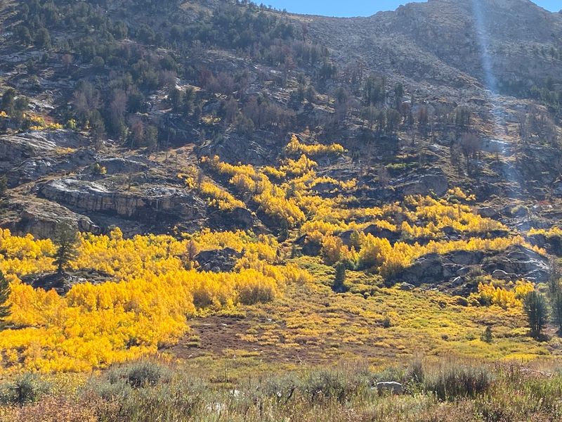 Golden Aspen Trees Transform The Canyon Every Fall