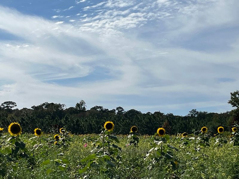 Golden Hour At The Farm Is A Photographer's Dream